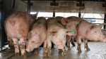 Свинекомплексът в края на месеца ще зареди със собствено месо магазините си, предстои зареждане и на прасета за разплод