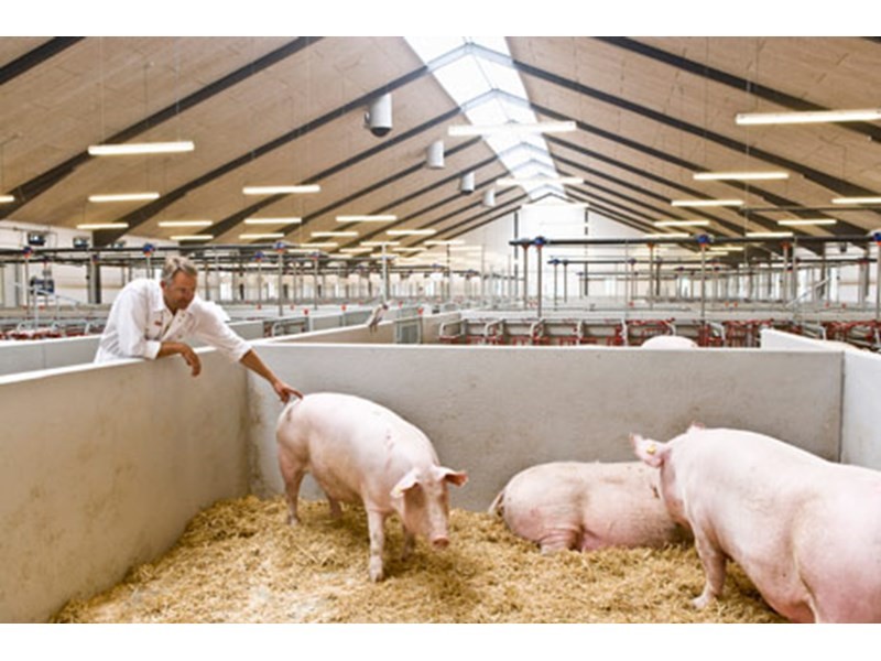 1000 прасета от Дания заселиха свинекомплекса в Бръшлен