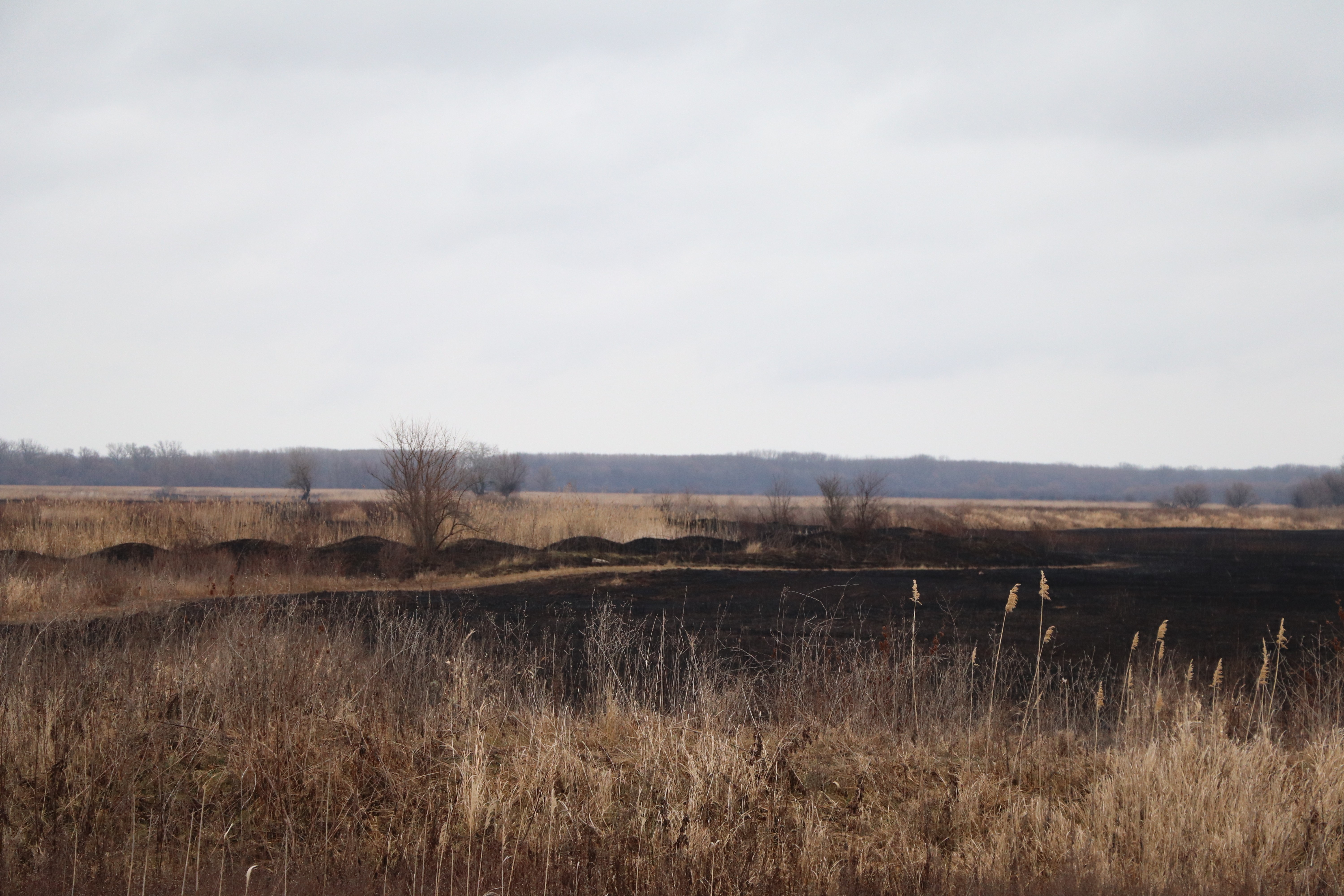  Тръстика и дървета са изгорели при пожар в защитена местност   Калимок-Бръшлен