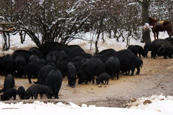 Африканската чума е почти унищожила източнобалканската свиня 