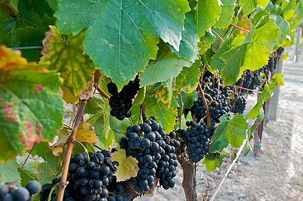 В правенето на вино трудната част са само първите двеста години