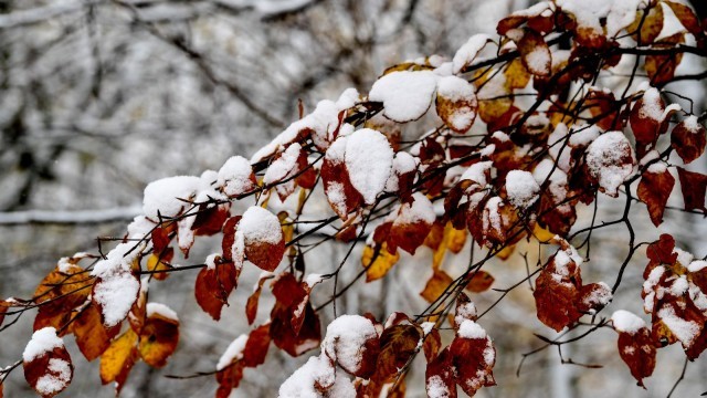Времето през декември: Топло по Никулден, сняг за Коледа 