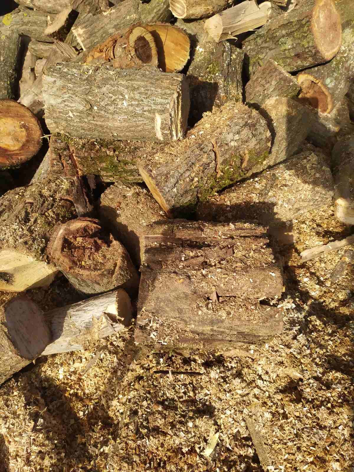 Горските инспектори от РДГ-Русе съставиха 12 акта за незаконна дървесина