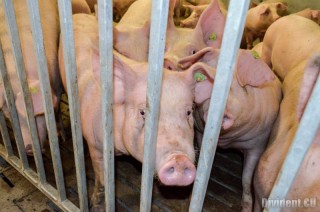    Рекордно високи цени на суровините за производство на фуражи,  загубата на около 25% от поголовието на свине в страната е заради АЧС