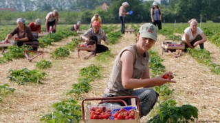 В Германия пристигащите от Източна Европа сезонни работници са подлагани на по-строги проверки за здравето и безопасността