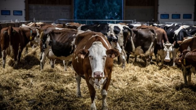 Най-големият износител на месо в ЕС може да намали добитъка с 30% заради климата