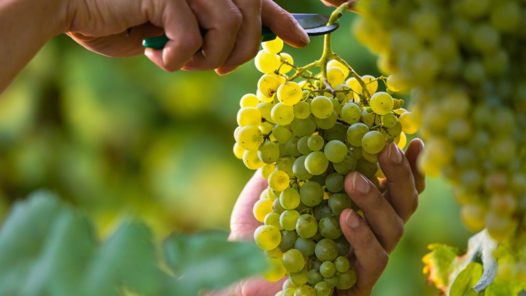 Винарска къща Русе обещава качествени вина след успешна кампания и добра реколта от грозде
