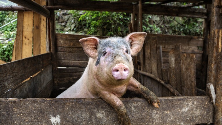 Открита е африканска чума при свинете в гр. Съединение, Пловдивско 