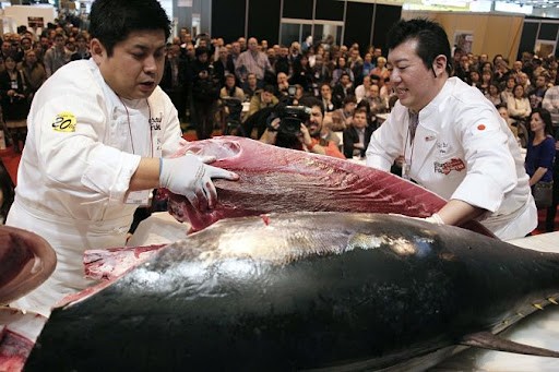 Риба тон, популацията на вида и какво се случва с нея