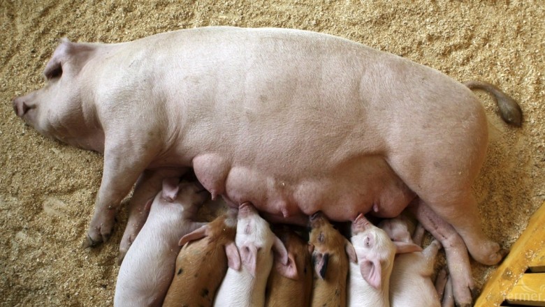 CAPA: Пaзapнoтo нecъoтвeтcтвиe мeждy pъcтa нa изĸyпнитe цeни и фypaжитe ще доведе до намаляване на свинете майки