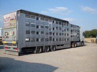 ЕП призовава страните от ЕС да спазват хуманното отношение към животните по време на транспорт и да преминат към транспортиране на месо, а не на живи животни.