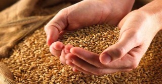 Ниски пролетни температури в Европа и Северна Америка допълнително усложняват ситуацията с глобалните доставки на зърно