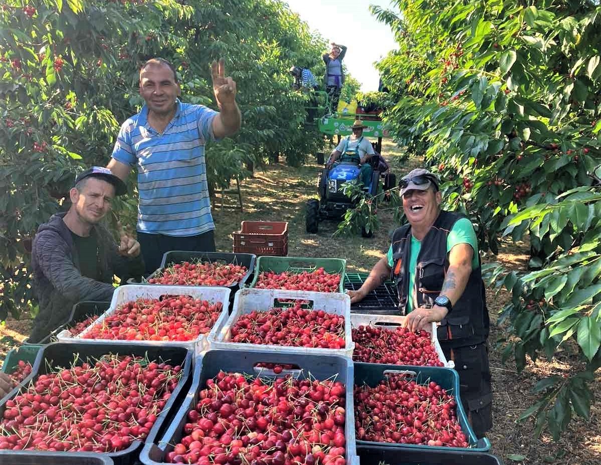 Добра реколта череши радва овощарите от Сливополската община
