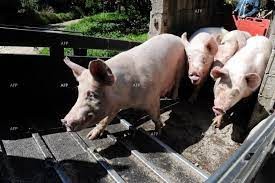Декапитализация на свинекомплексите в страната, стадата намаляват, необходима е сериозна държавна намеса, тъй като отрасълът трябва да се съхранява
