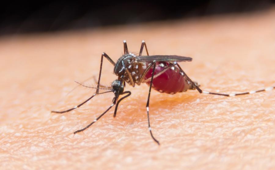 Няма спасение от комарите: обонянието им изненада учените