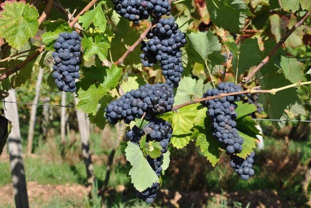 Популяризираме производството на вина по Националната програма за лозаро-винарския сектор
