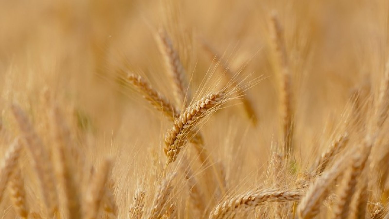 Очаква се добивите на пшеница да са малко под рекордната 2021 г. 