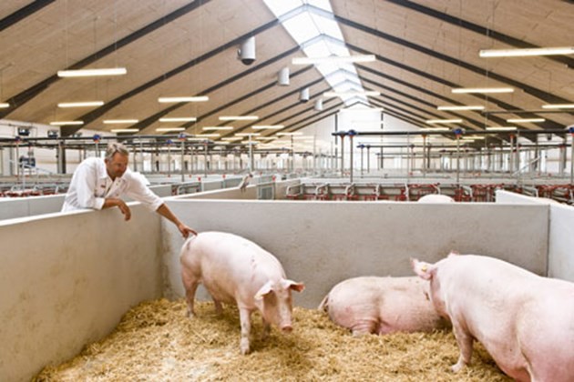 ЕК: Преминаване към по-устойчиви, щадящи околната среда и животните системи за свиневъдство