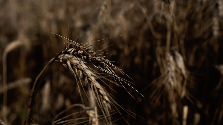 Реколтата от пшеница е застрашена от рязко застудяване
