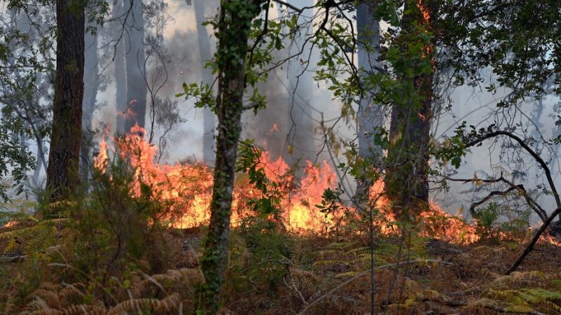 Анкетно проучване за възприемането от населението на опасността от горски пожари- резултати