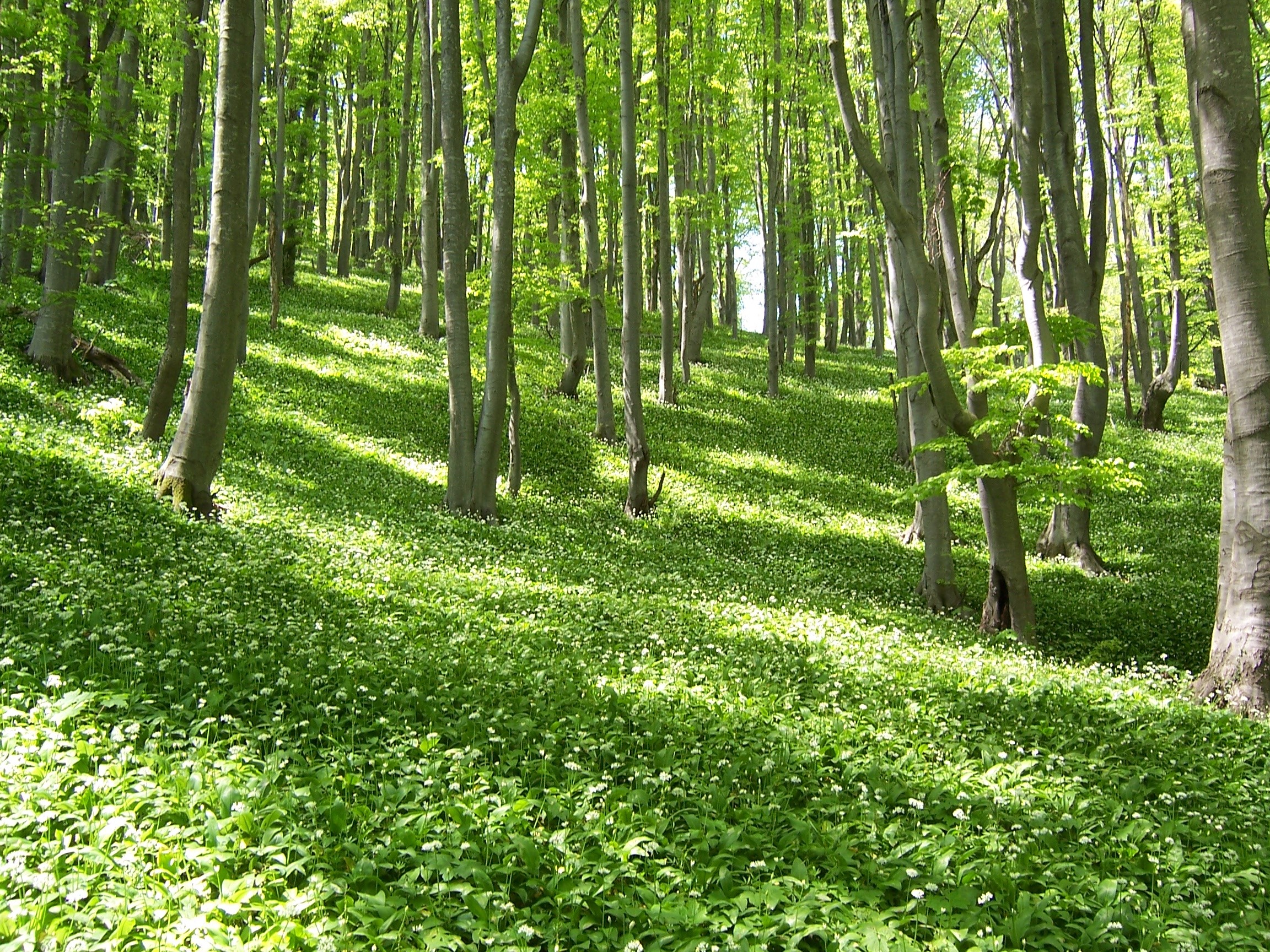 Пролетно залесяване върху 130 дка са извършили лесовъдите от ДЛС „Дунав