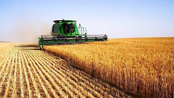 Жътвата на пшеница стартира при 430-450 лв. за тон изкупна цена 