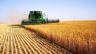 510 кг от дка и реколта от около 6,3 млн. тона предвиждат експертите от Центъра за икономически изследвания в селското стопанство в месечния си бюлетин 
