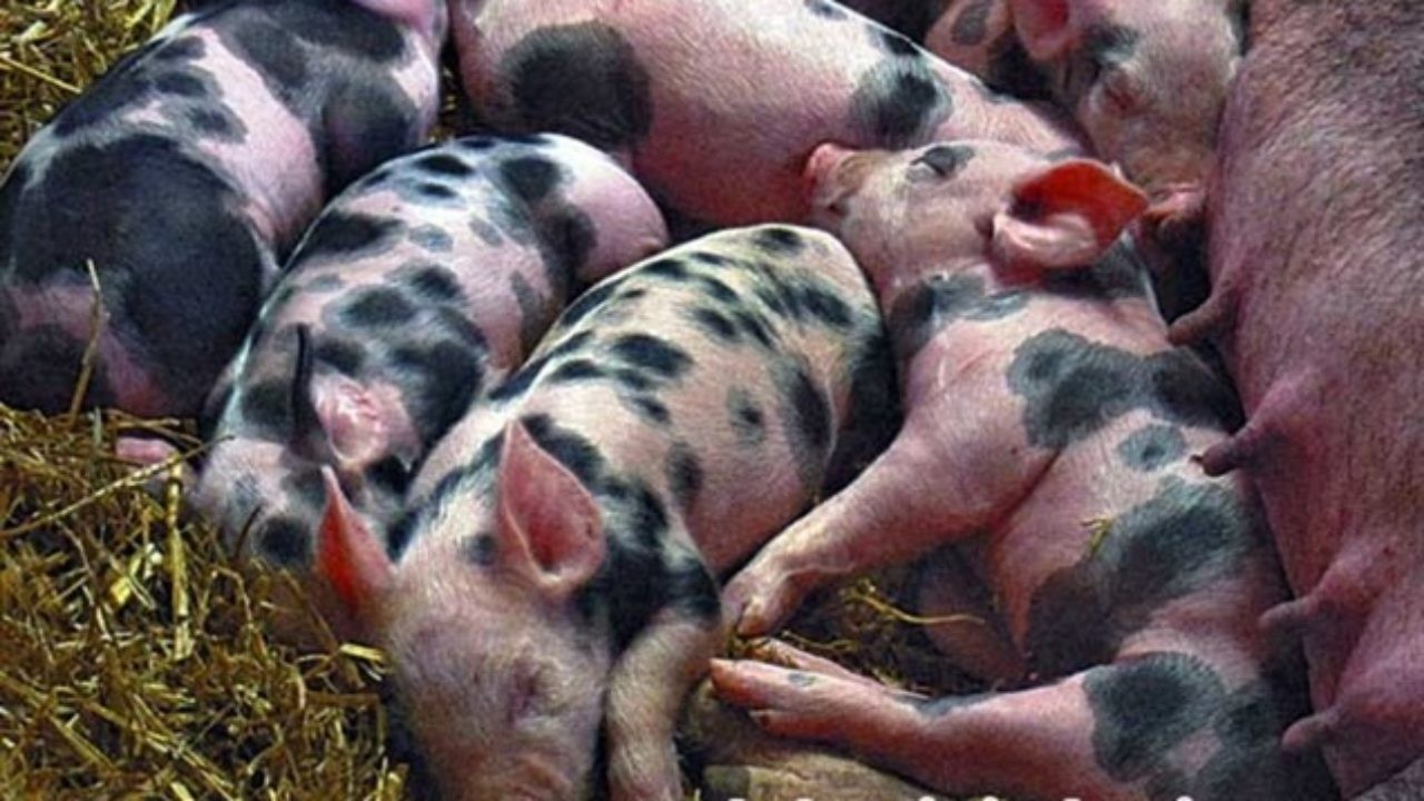 300 нови нереза и свине- майки от различни чисти породи и хибриди облагородяват стадото  в Свинекомплекс Голямо Враново