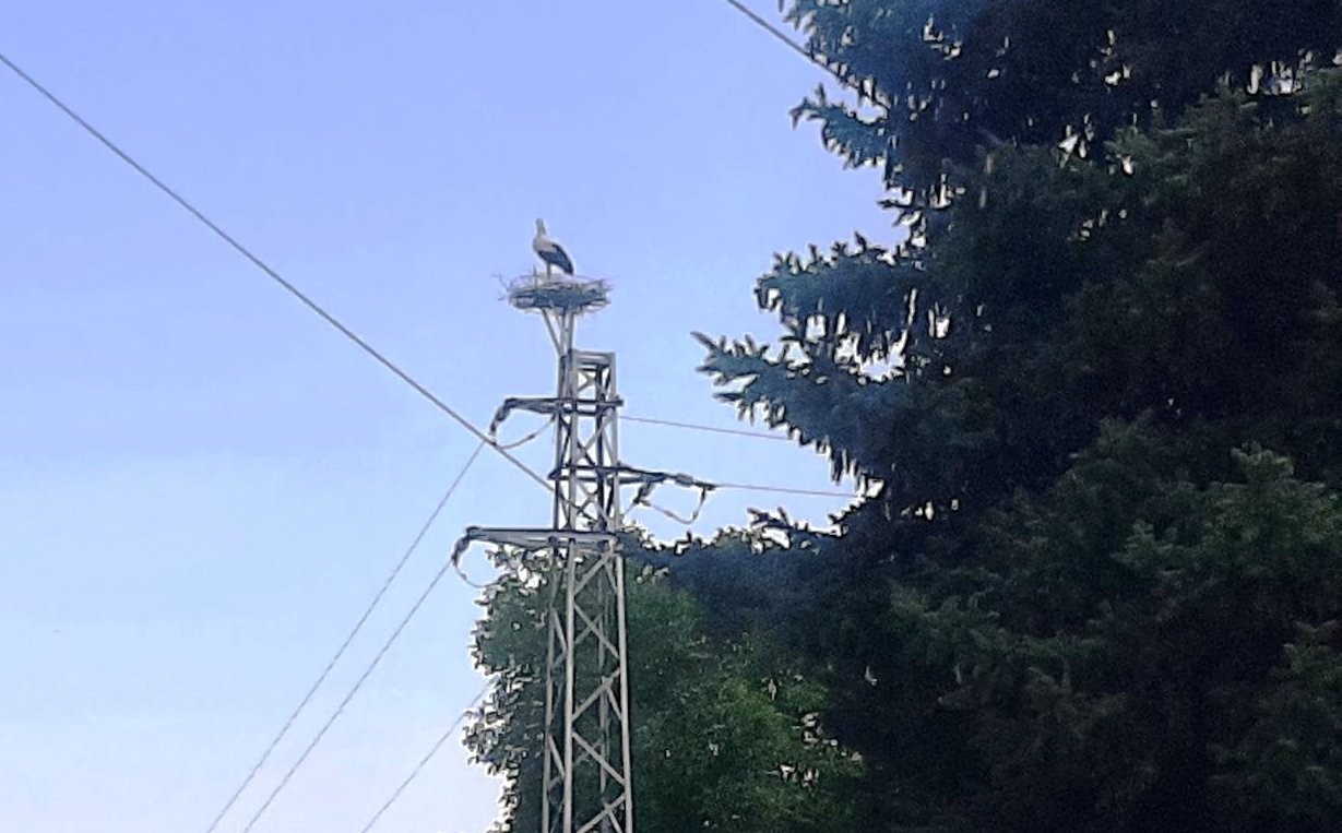 Служители на ЕРП Север подпомогнаха безопасното изграждане на гнездо на щъркели в русенското село Бръшлен 
