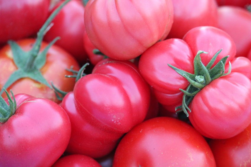 Ще издържи ли българският розов домат на екстремните температури?