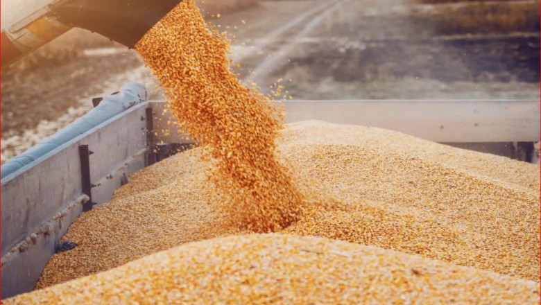 МВФ: Цената на зърното може да скочи с 15%