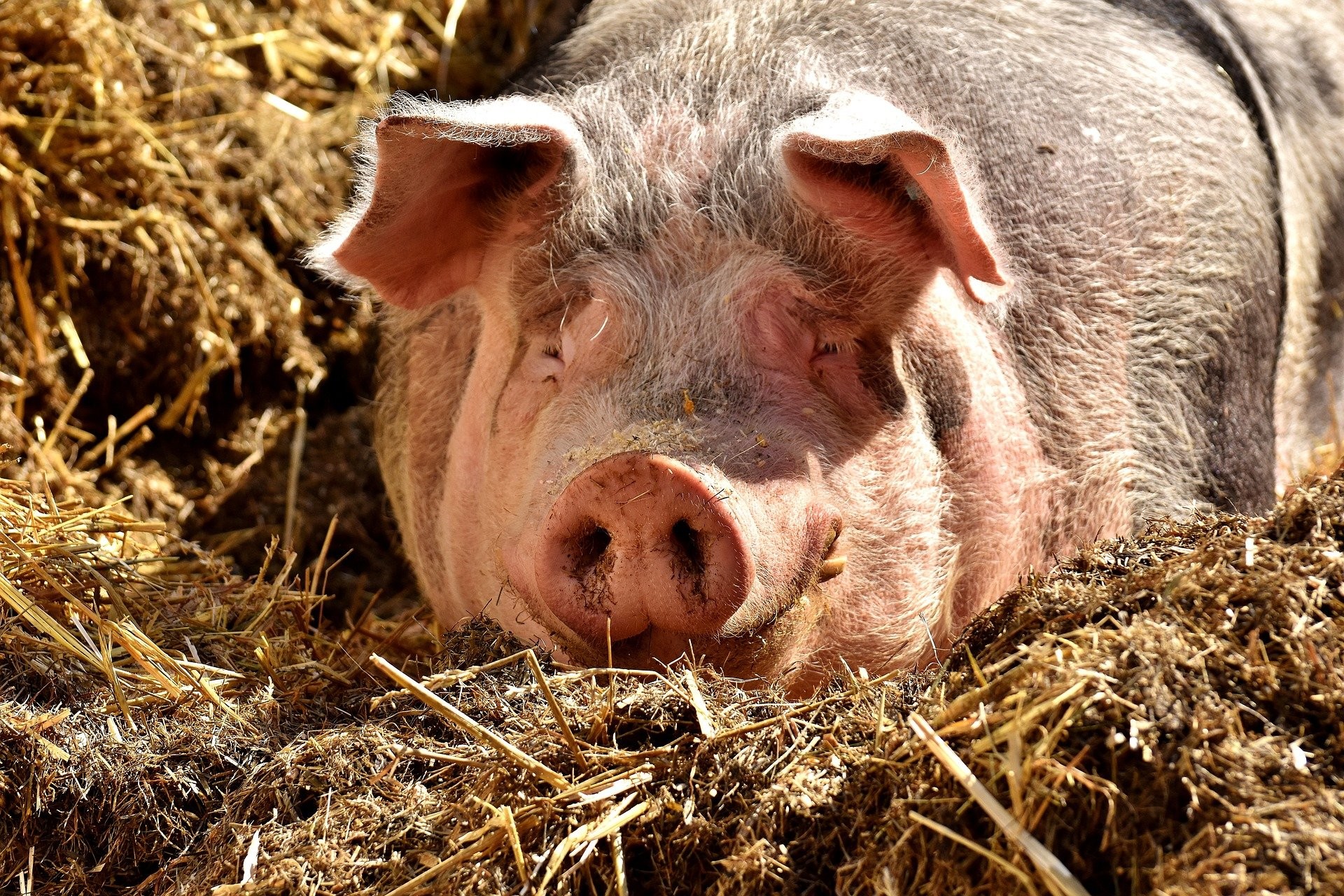 БАБХ: Вирусът на африканската чума по свинете не си е тръгнал 