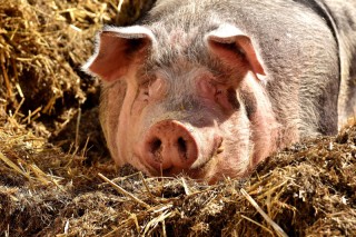 Въпреки лесната процедура по регистрация на личните стопанства все още има хора, които отглеждат нерегламентирано свине 