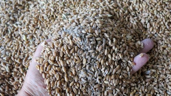 ССБ: Спад в цените на зърнените стоки по световните борси през седмицата