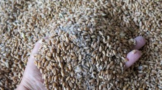  В Украйна хлебната пшеница пада със 7 долара до 225 долара за тон, а в Русия - с 5 долара до 245 долара за тон.