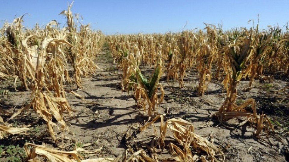 ДФ ,,Земеделие,, е превел 17.7 млн. лв. за компенсиране на щети от неблагоприятни климатични условия 