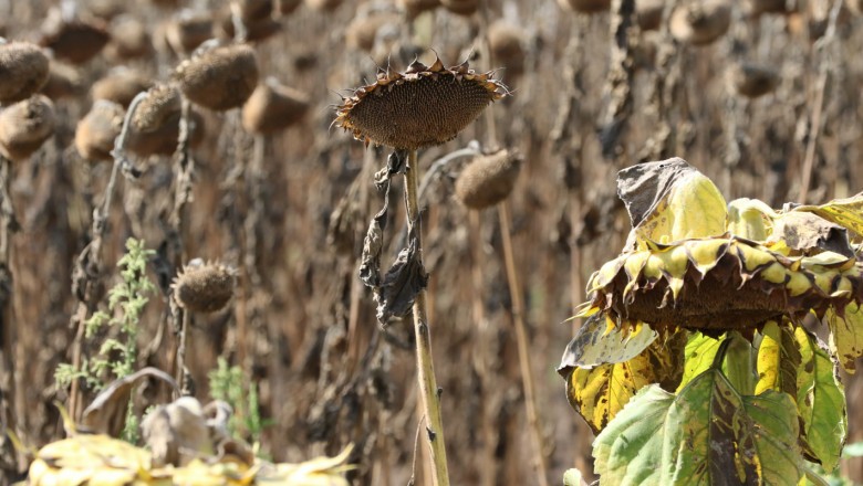 Добивите от слънчоглед и царевица с рекорден спад, отчита земеделското министерство 