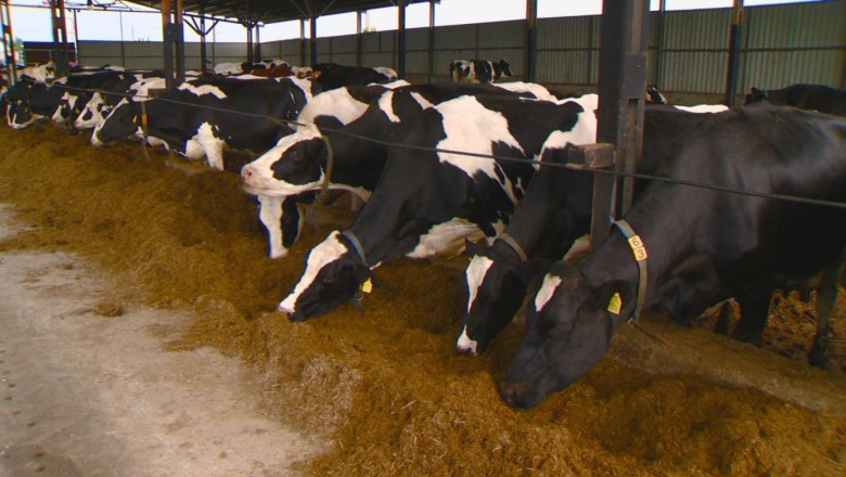 Млекопроизводители отново настояват за субсидии