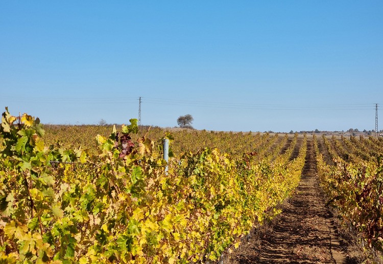 До 15 февруари е отворен прием по две интервенции за лозаро-винарския сектор 