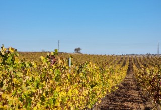     От интервенциите в лозаро-винарския сектор отпадна първоначално заложената 