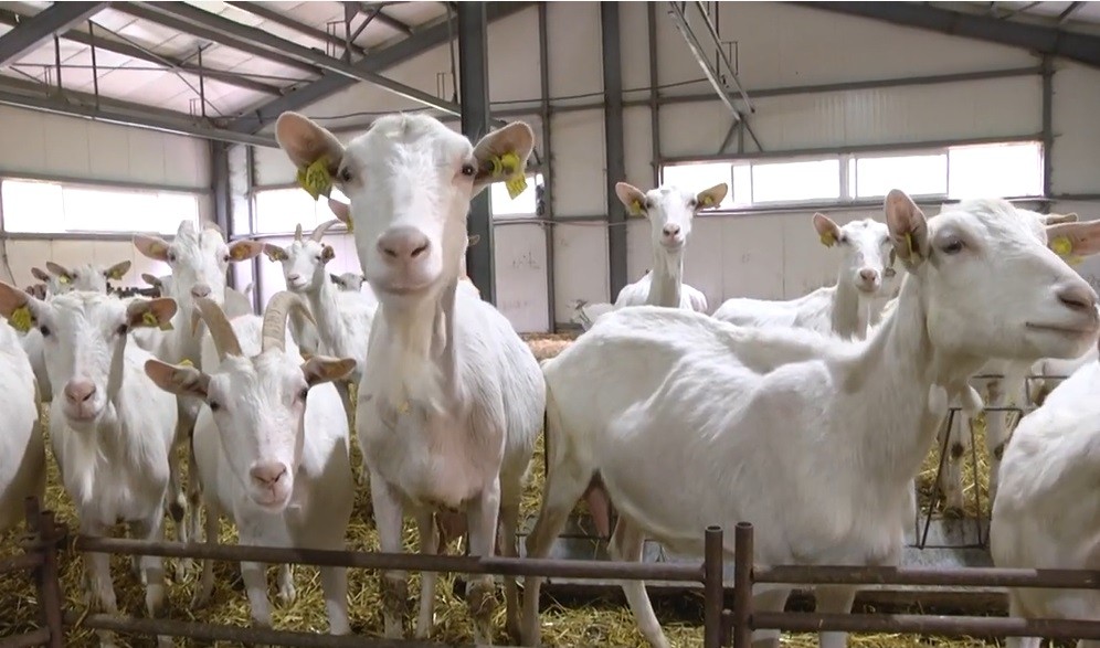 Ясни са ставките по интервенциите за обвързана подкрепа в животновъдството