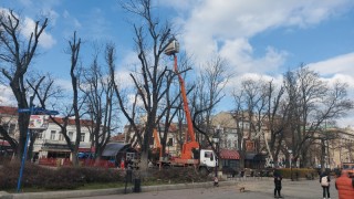    На по-късен етап премахнатите дървета ще бъдат заменени с нови.