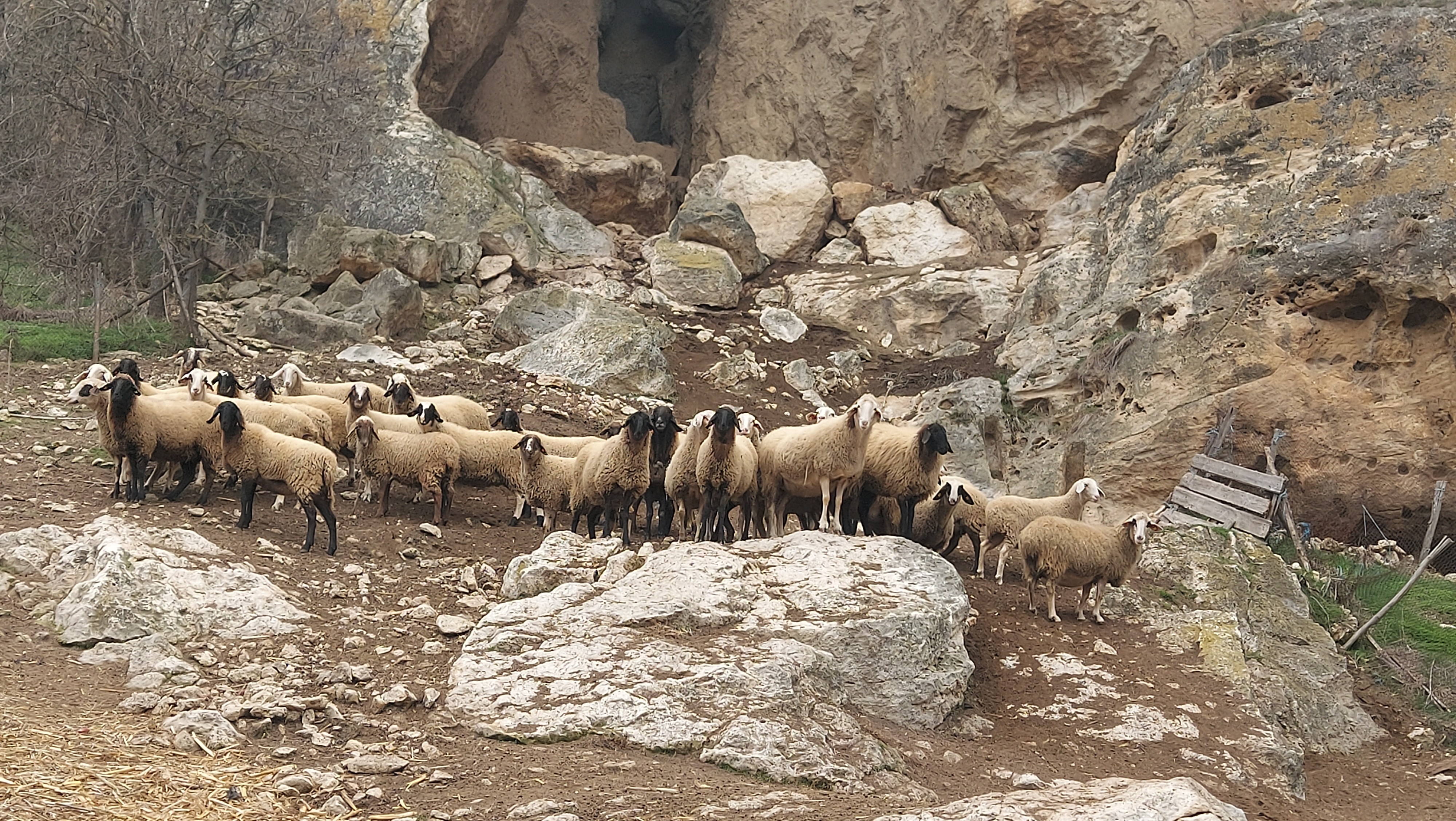 Население и овце в Русе се топят 