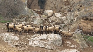 Само на няколко места в областта са останали овчи стада, вече бройките агнета от стадото в Кошов за Великден са предплатени