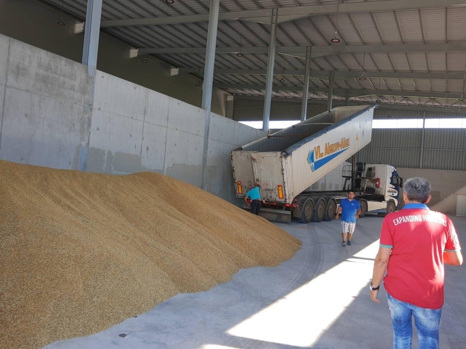 ССБ: Цените на почти всички зърнени продукти през седмицата се понижават на световните борси