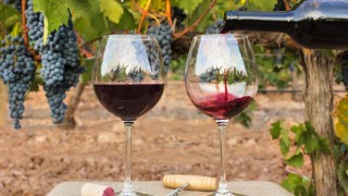 За литър вино производителят днес получава максимум едно евро