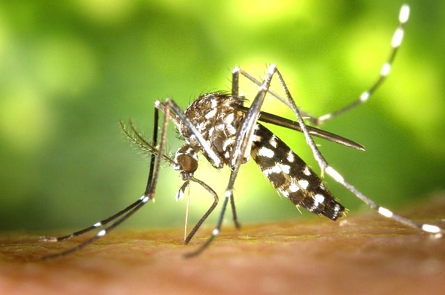 От 15 до 26 април ще се проведе третиране срещу комари с наземна техника в община Сливо поле
