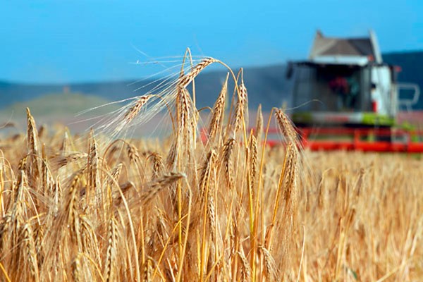 Продължителната суша и рекордно високите температури през март и април накараха пшеницата и ечемикът се развиват значително по-бързо 