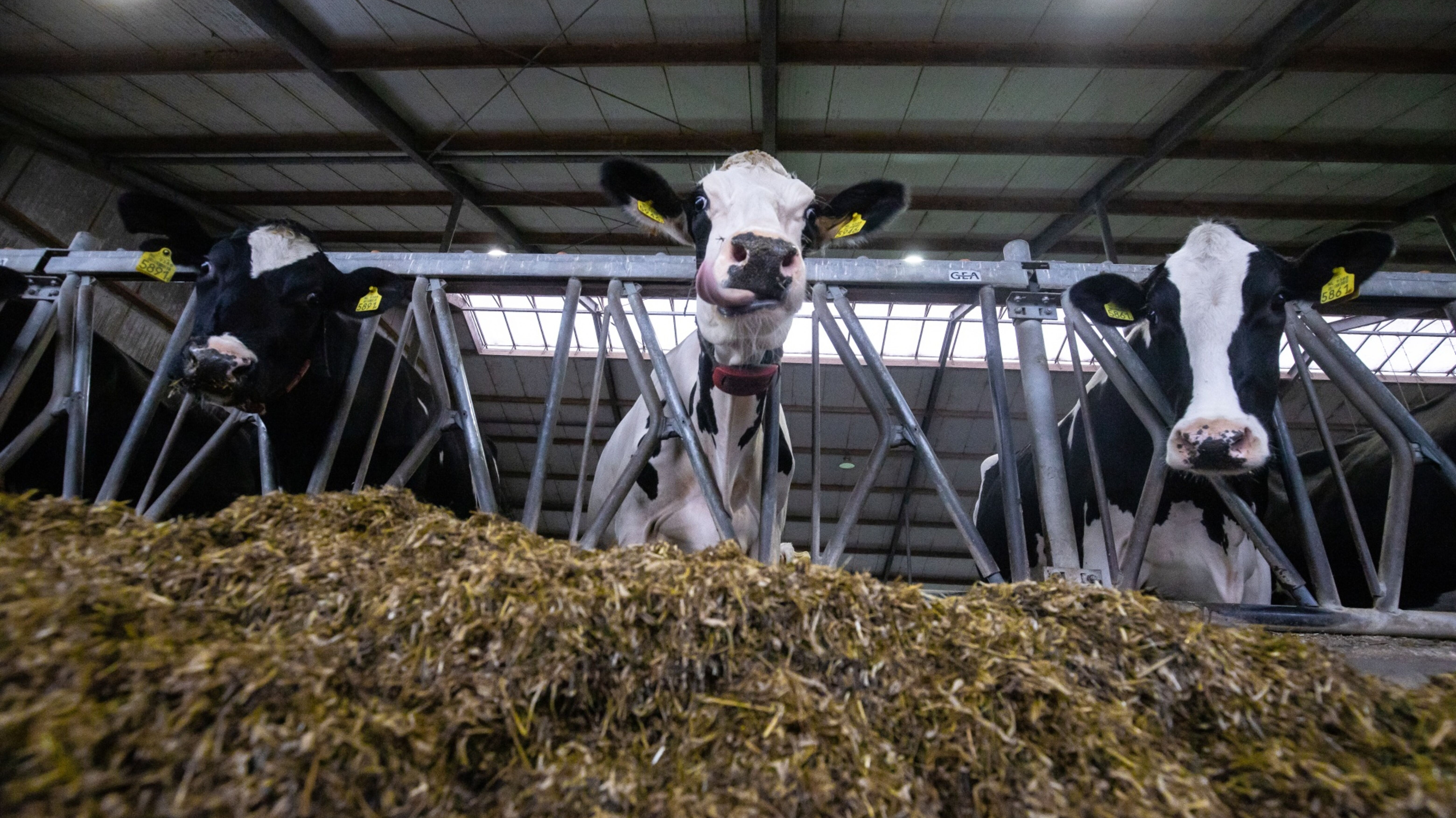 С фуражна добавка намаляват вредните емисии на метан от кравите 
