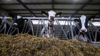 Дания, основен износител на млечни продукти, може да стане първата страна в света, която ще определи цената на селскостопанските емисии, включително емисиите на метан от оригващи се крави 